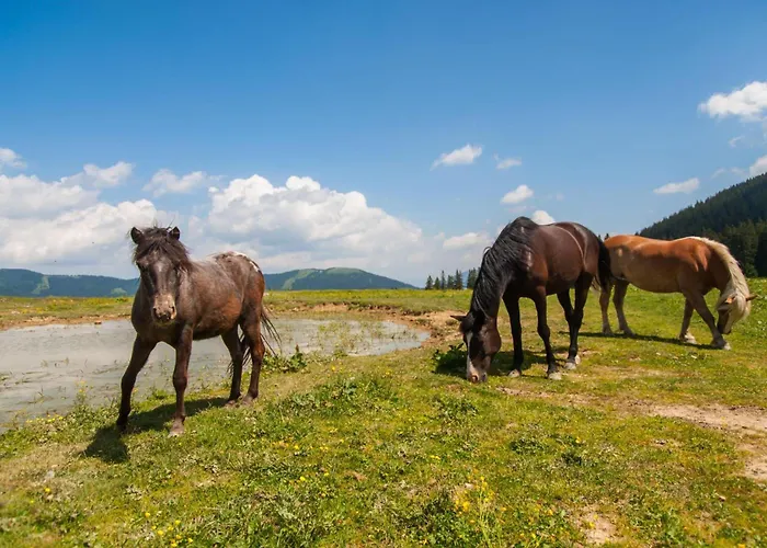 Weiss Sport & Relax - Happy *